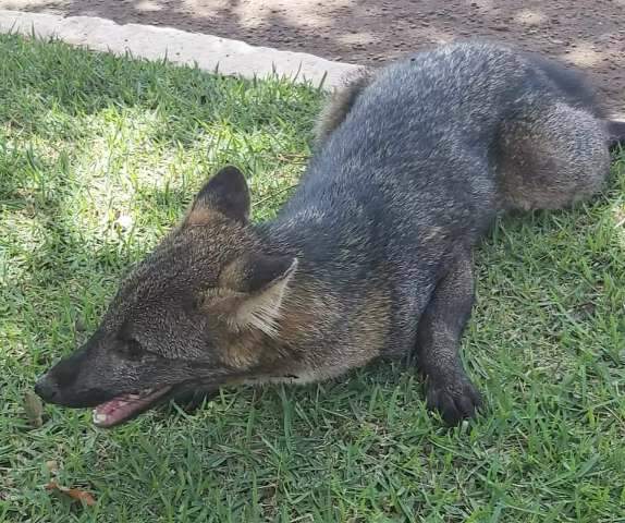 Lobinho &eacute; atropelado em regi&atilde;o urbana da Capital 