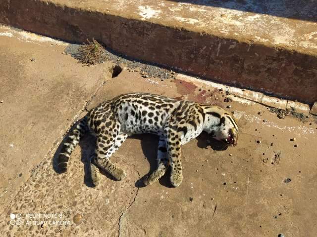 Jaguatirica morre atropelada em rodovia entre Bela Vista e Ant&ocirc;nio Jo&atilde;o