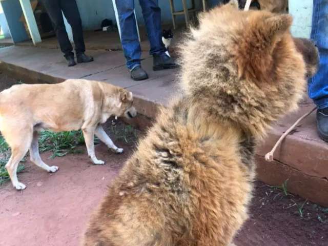 Sem dar comida e &aacute;gua para cachorro, mulher &eacute; multada por maus-tratos