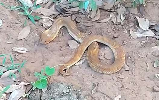 Em 1 dia, PMA captura jacar&eacute;s, serpente, tamandu&aacute; e gamb&aacute; &quot;passeando&quot; em casas 