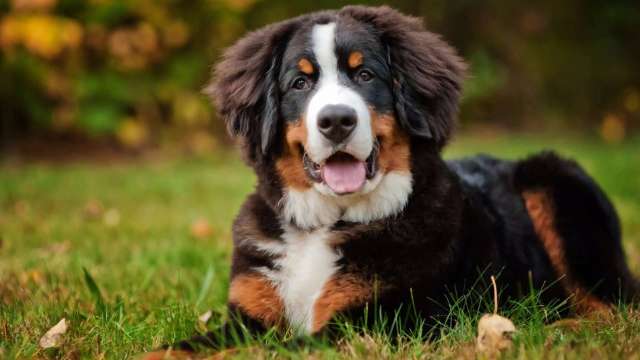 Dono consegue na Justi&ccedil;a direito de c&atilde;o viver em apartamento