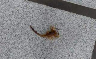 O escorpião que picou Rosana na agência bancária. (Foto: Direto das Ruas)