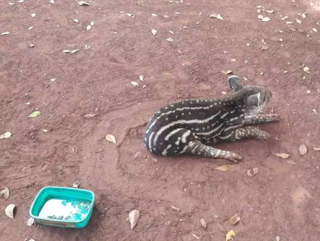 Perdido da m&atilde;e e com fome, filhote de anta busca abrigo em fazenda
