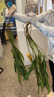 Homem &eacute; preso com mudas de plantas raras que seriam levadas para a Bol&iacute;via 