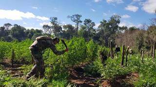 Plantação de maconha sendo destruída em Amambay (Divulgação/Senad)