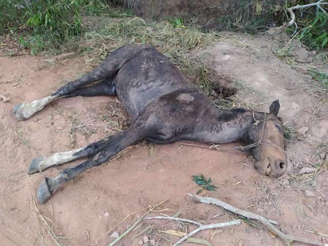 Idoso &eacute; preso e multado em R$ 1,5 mil ap&oacute;s deixar cavalo morrer em valeta 