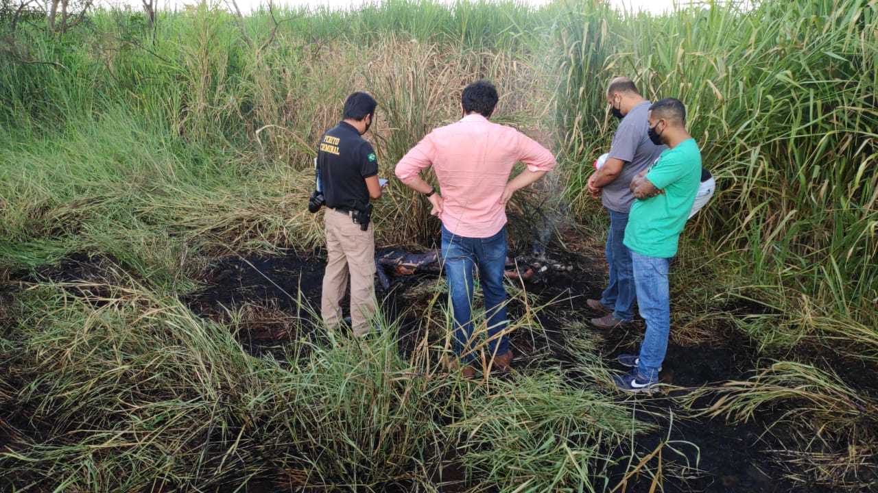 Corpo carbonizado de mulher é encontrado em canavial às margens de estrada  - Interior - Campo Grande News