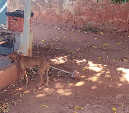 Cachorro &eacute; preso pelo pesco&ccedil;o por 5 dias e moradores denunciam 