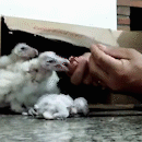 Abandonados pelos pais, filhotes de coruja são resgatados em forro de casa