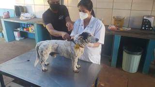 Cachorro passou por exames após ser localizado. (Foto: Divulgação | PCMS)