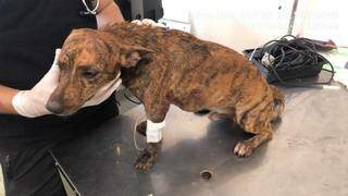 O outro cachorro já em atendimento no hospital veterinário. (Foto: Divulgação | PMA)