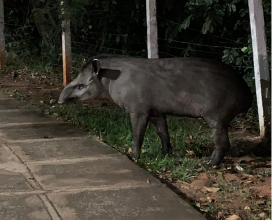 Com ajuda da popula&ccedil;&atilde;o, projeto vai mapear caminhos de antas pela cidade