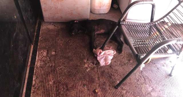 Pitbull foge, ataca dois cachorros e dono &eacute; multado em R$ 1,5 mil