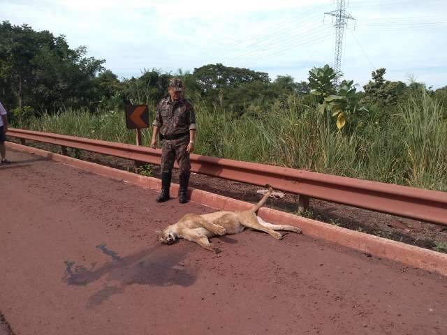 Atropelada, on&ccedil;a-parda n&atilde;o resiste a ferimentos e morre na BR-262