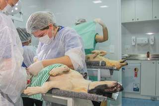 Cachorros passam por procedimento na inauguração dos Castramóvel. (Foto: Marcos Maluf)