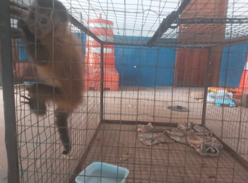 Macaco-aranha resgatado após ser atropelado em Alta Floresta precisa de  transferência - Nativa News