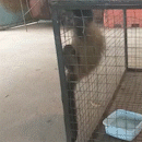 Motorista resgata filhote de macaco-prego agarrado à mãe morta