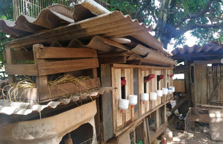 Animais viviam em gaiolas de madeira e de ferro, algumas extremamente apertadas (Foto: divulgação / PMA)