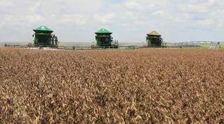 Área destinada ao cultivo de soja em Mato Grosso do Sul aumentou em 4%  (Foto: Arquivo)
