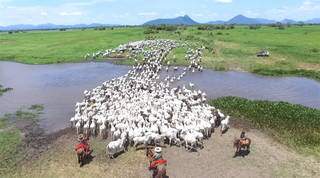 Pantanal em harmonia com a pecuária: arma para conter a devastação ambiental. (Foto: Marcos Bergama)