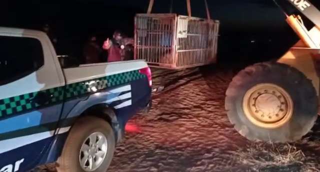 Anta de 250 quilos &eacute; resgatada com uso de trator ap&oacute;s ser atropelada 