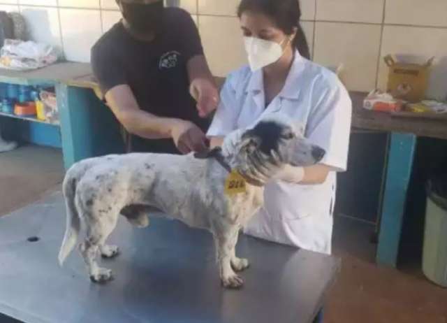 Suspeito de abusar de c&atilde;o alimentava animais do bairro 2X na semana