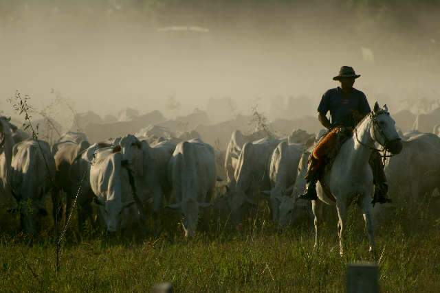 Estudos nos EUA comprovam tese no Pantanal: boi controla os inc&ecirc;ndios