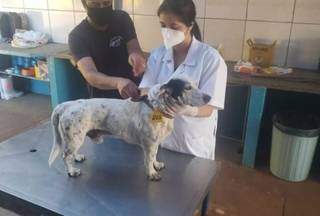 Cão foi encaminhado ao CCZ para realização de exame de corpo de delito (Foto: Divulgação/PMCG)