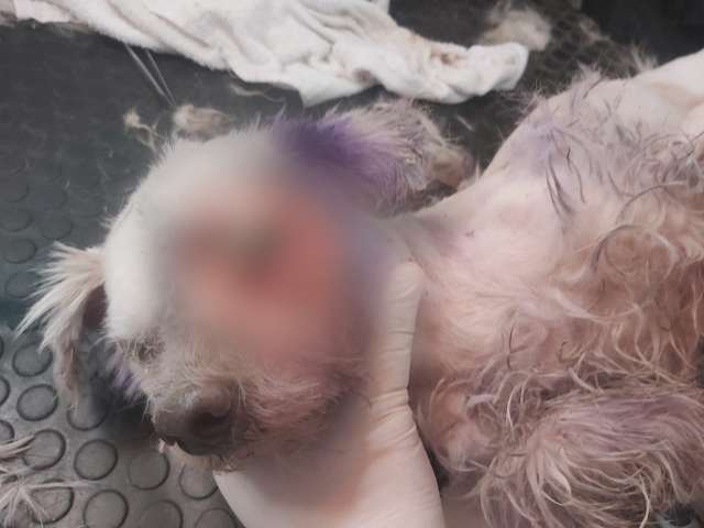 Moradores abandonam cachorro sem comida e com olho em putrefa&ccedil;&atilde;o