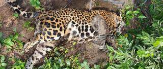 Corpo de animal estavam em avança estado de decomposição, confome ambientalistas (Foto: Divulgação/IHP)