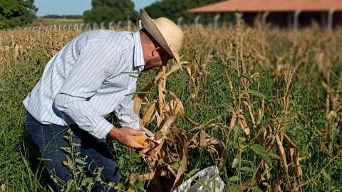 Em 2 meses, parceria entre escola e comunidade colhe meio hectare de milho