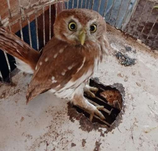 Aprendendo a voar, filhote de coruja &eacute; resgatado ap&oacute;s se esconder em casa