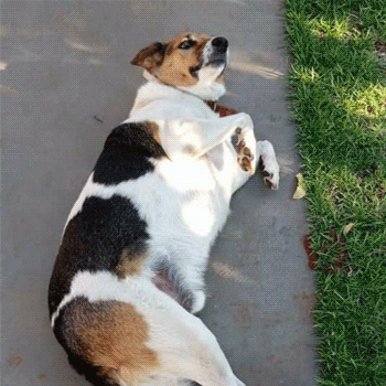 À espera de um lar, cão é deixado com placa "dono foi para asilo"