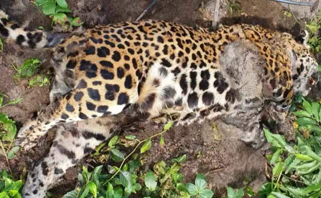 On&ccedil;a &eacute; encontrada morta na Serra do Amolar e suspeita &eacute; de a&ccedil;&atilde;o de ca&ccedil;adores