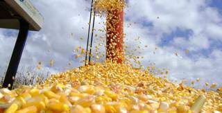Produção de milho em lavoura de MS, atividade financiada pelo FCO (Foto: Divulgação)