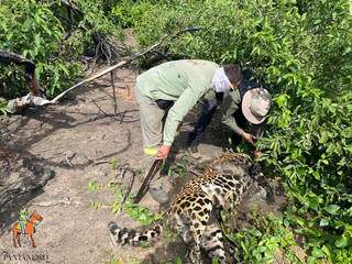 Carcaça de outra onça foi encontrada na região da RPPN Penha, no Pantanal (Foto/Divulgação: IHP)