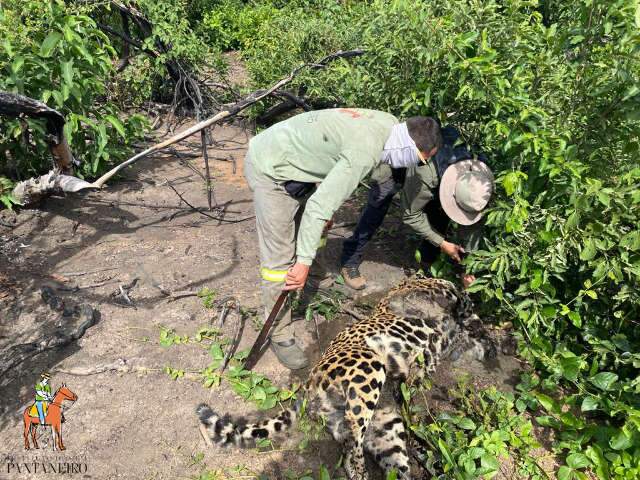 Per&iacute;cia confirma que on&ccedil;a foi morta a tiro e PMA amplia fiscaliza&ccedil;&atilde;o no Pantanal