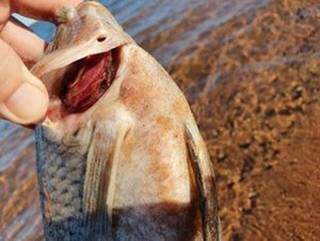 Peixes foram encontrados mortos no Rio Paraná (Foto: Divulgação/Imasul)