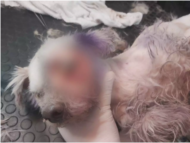 Mulher que abandonou poodle com olho em putrefa&ccedil;&atilde;o &eacute; autuada em 1 mil 