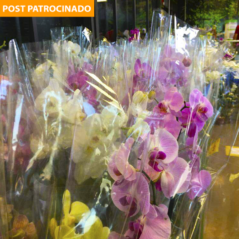 Semana das Mães na Leroy Merlin tem orquídeas de Holambra a partir de R$ 24,90