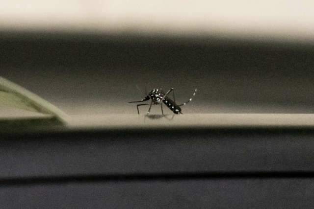 Dengue faz mais uma v&iacute;tima e n&uacute;mero de mortes chega a 8 em MS