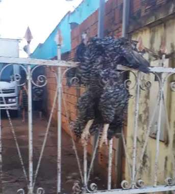 Briga de vizinhas acaba com galinha espetada em port&atilde;o e vira caso de pol&iacute;cia