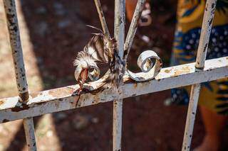 No portão, resquícios do empalamento do animal (Foto: Henrique Kawaminami)