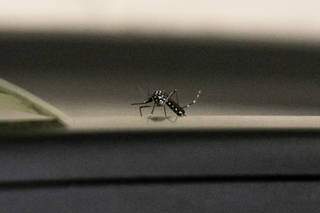 Dengue faz mais uma v&iacute;tima e n&uacute;mero de mortes chega a 8 em MS