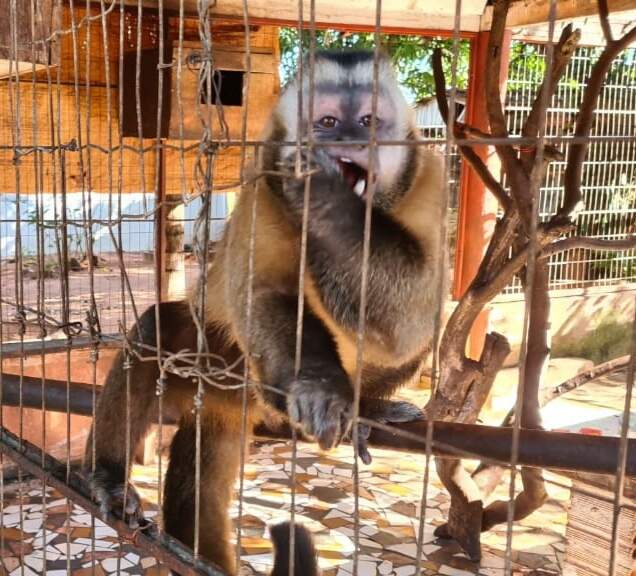 Animais eram mantidos presos em locais fechado na chácara (Divulgação/PMA)