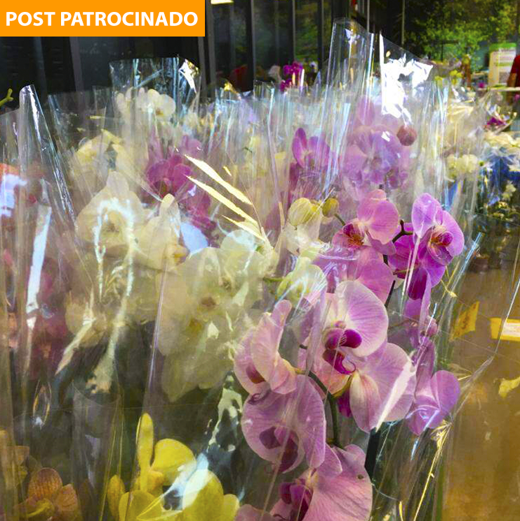 Semana das Mães na Leroy Merlin tem orquídeas de Holambra a partir de R$  24,90 - Leroy Merlin - Campo Grande News