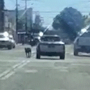 Motorista arrasta cachorro pela coleira do lado de fora do carro 