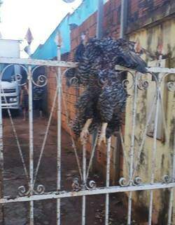Animal empalado no portão, hoje de manhã (Foto/Arquivo pessoal)