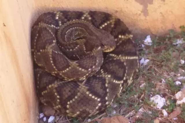 Professoras encontram cascavel de 1 metro dentro de escola 