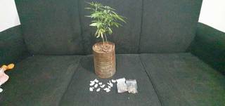 Três são presos com peças de desmanche, carro furtado e pé de maconha Três são presos com peças de desmanche, carro furtado e pé de maconha